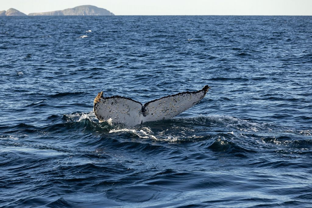 Port-Stephens-Dolphin-Observation-Cruise