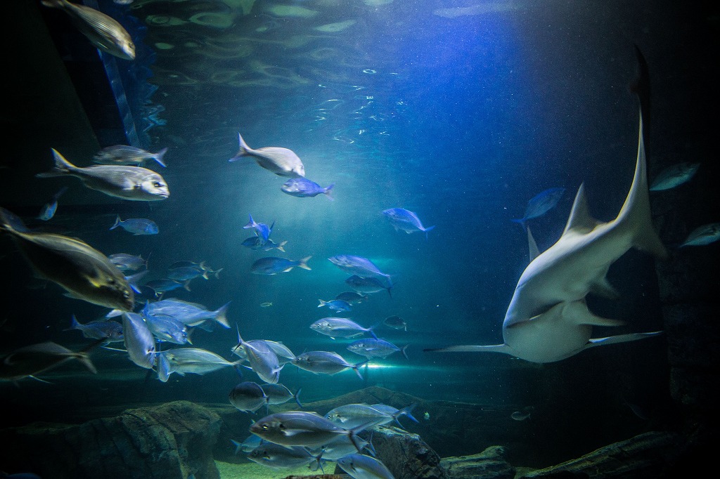 SEA LIFE Sydney Aquarium