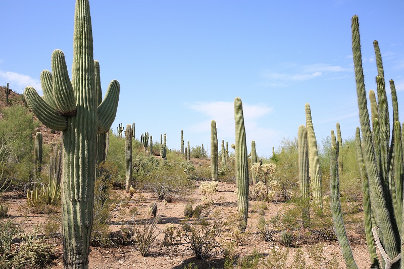  Desert Botanical Garden